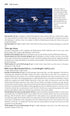Flight Identification of European Seabirds - Blomdahl,A. 2007